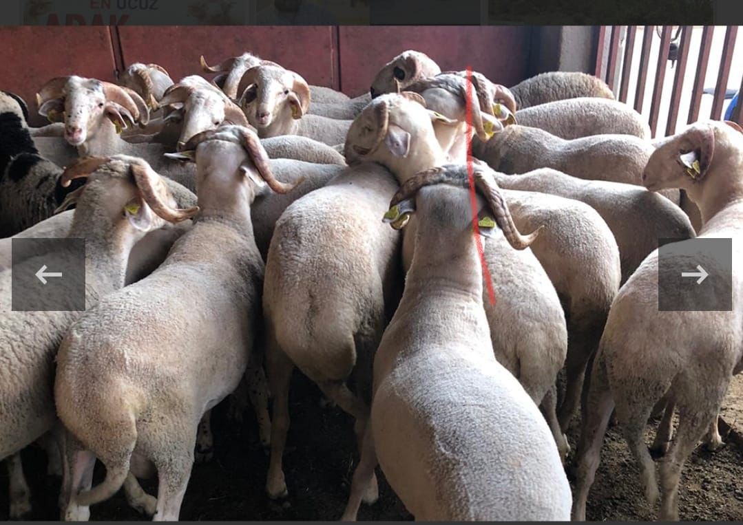 Kurbanlık Galeri Fotoğrafı